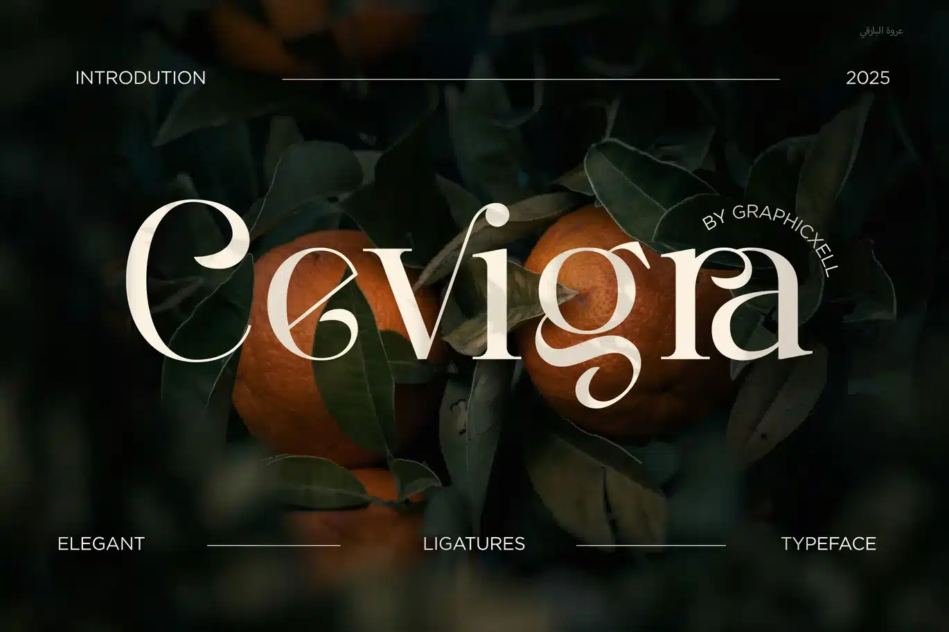 Cevigra Elegant Serif Font font preview