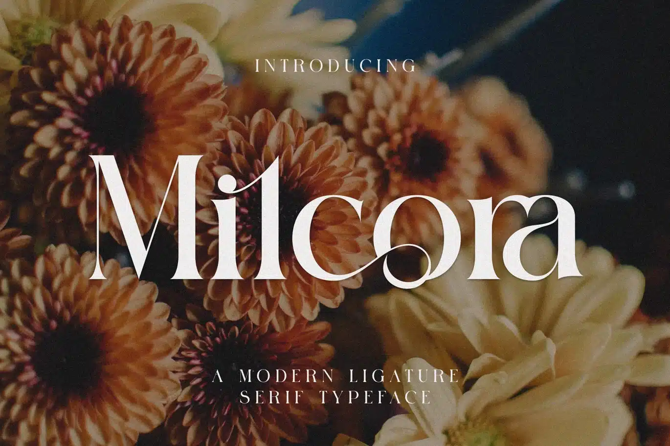 Milcora Modern Ligature Serif Font font preview