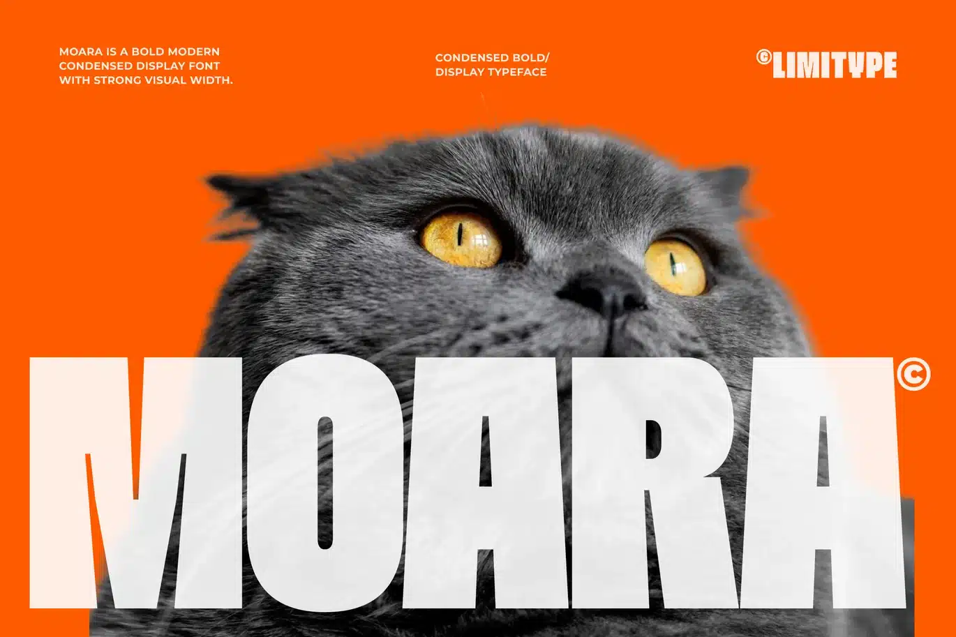 Moara – Bold Condensed Font font preview